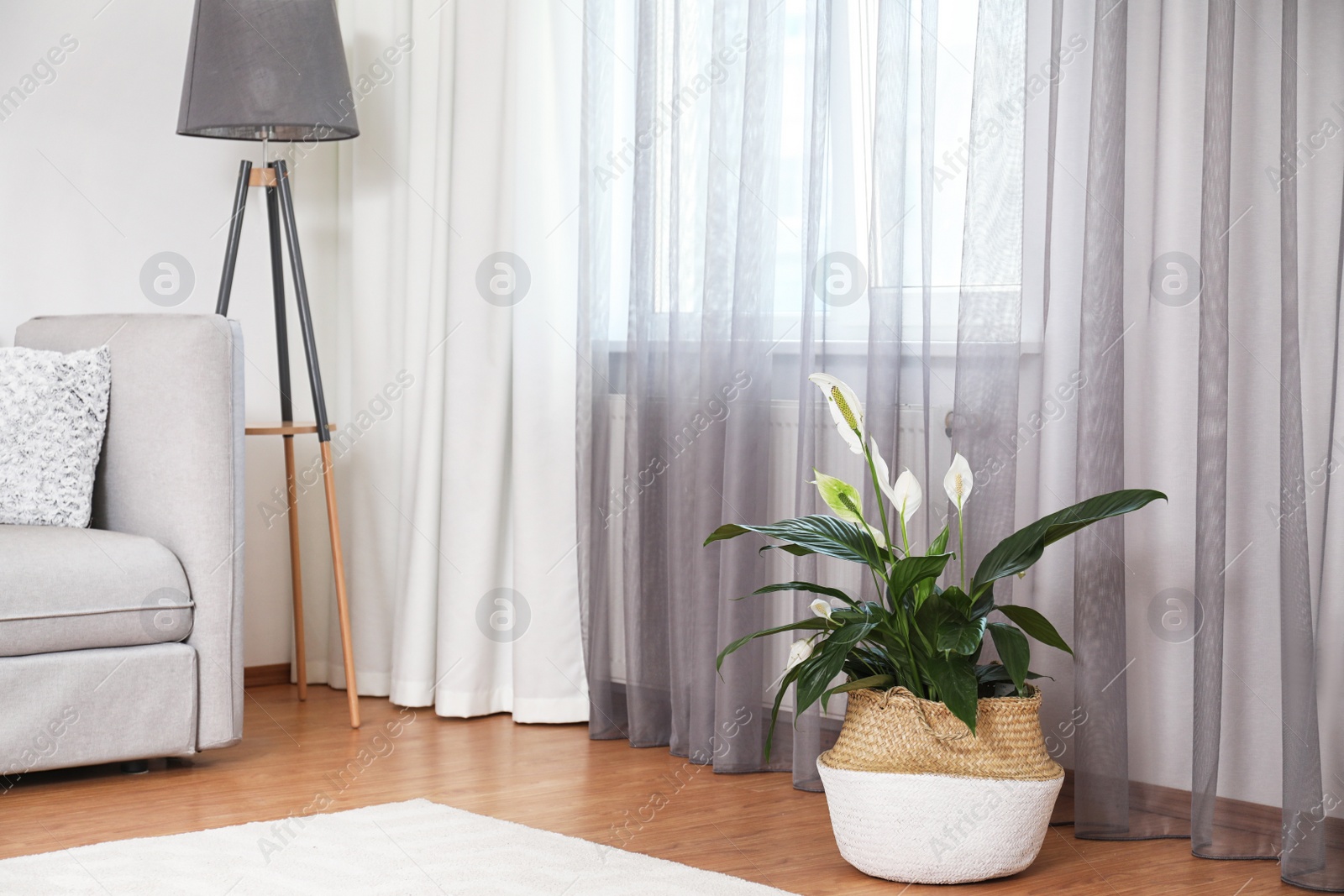 Photo of Beautiful peace lily in wicker pot near window indoors. Interior design idea