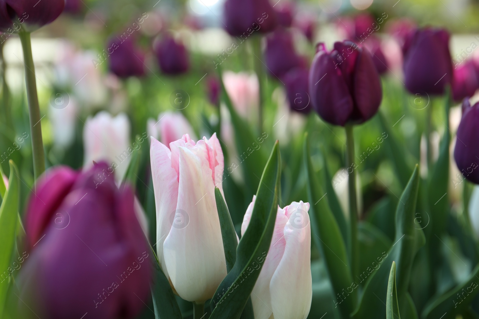 Photo of Beautiful blooming tulips outdoors on spring day