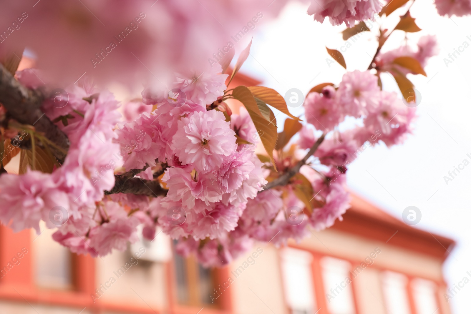 Photo of Beautiful blooming sakura outdoors on sunny spring day, closeup