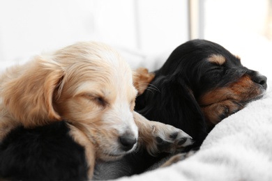 Photo of Cute English Cocker Spaniel puppies sleeping on soft plaid