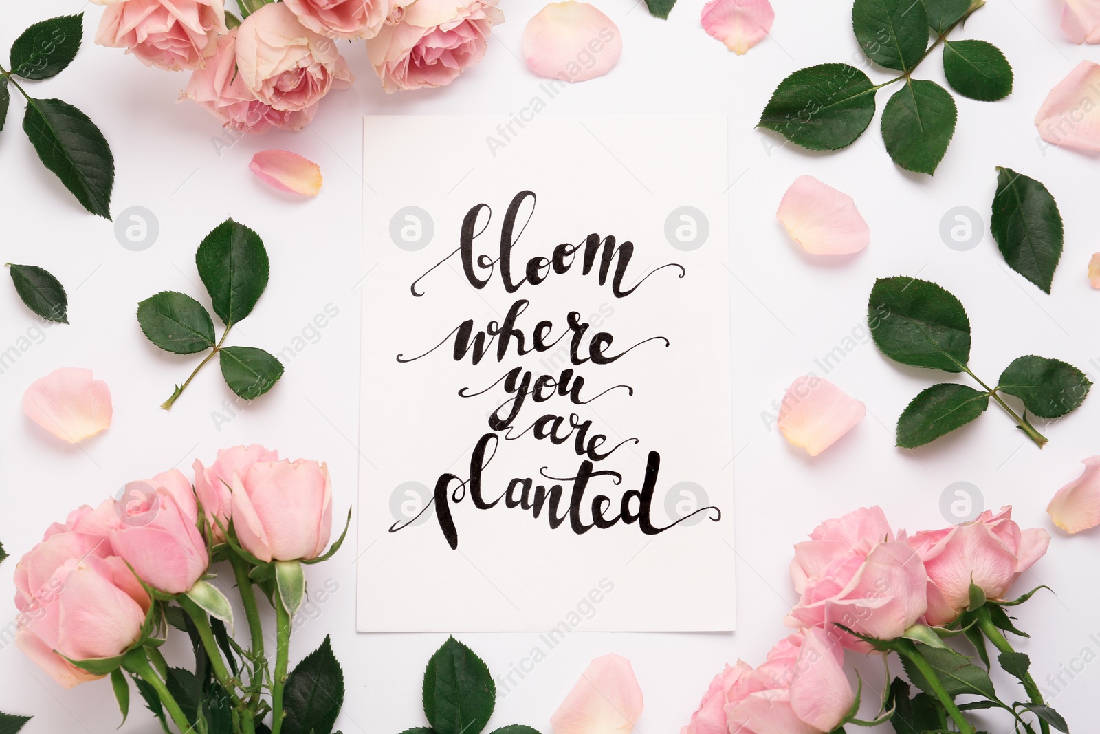 Photo of Frame of beautiful flowers and paper card with handwritten text Bloom where you are planted on white background, flat lay