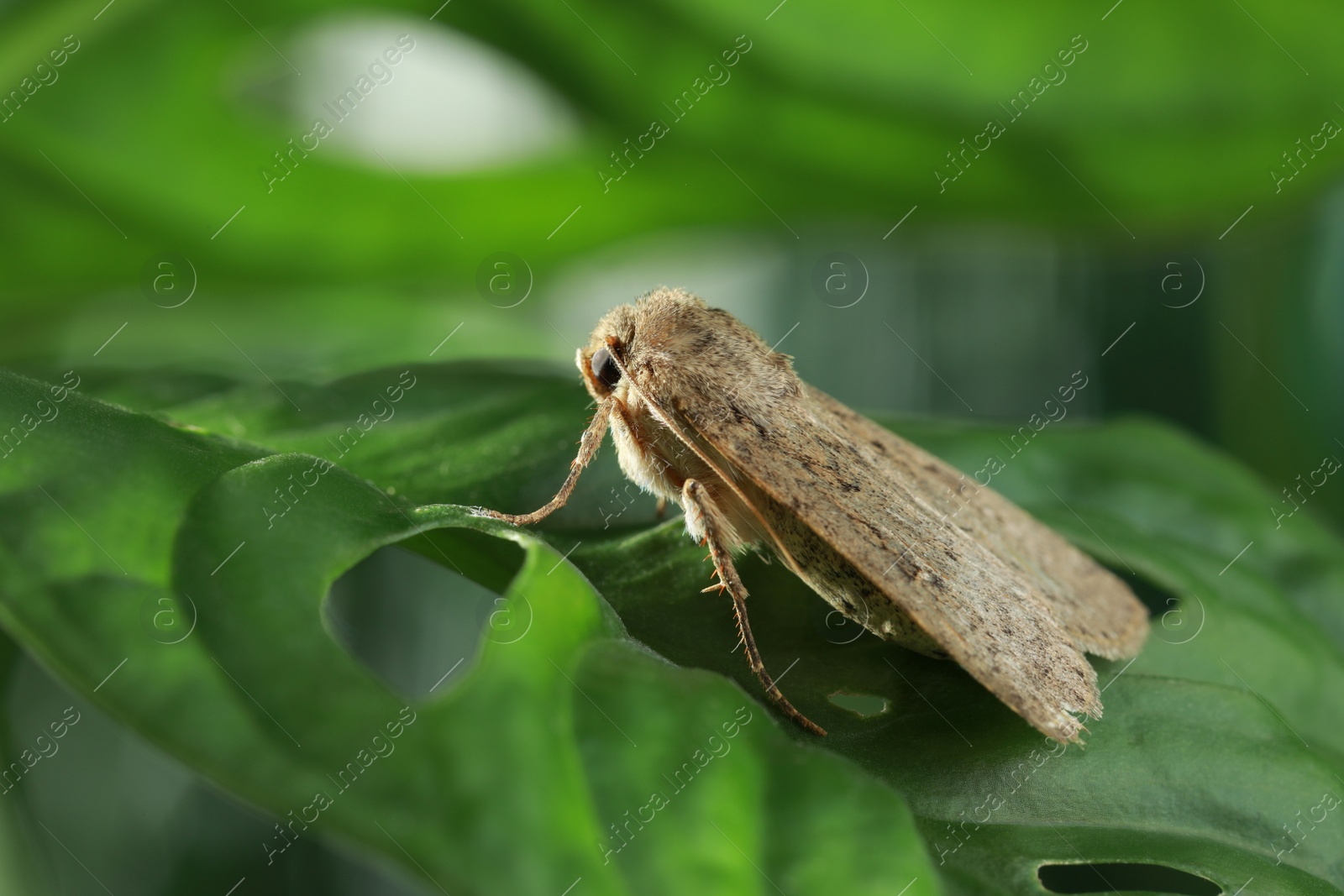 Photo of Paradrina clavipalpis moth on green leaf outdoors