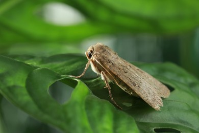 Photo of Paradrina clavipalpis moth on green leaf outdoors