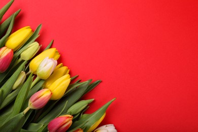 Photo of Beautiful tulips on red background, flat lay. Space for text
