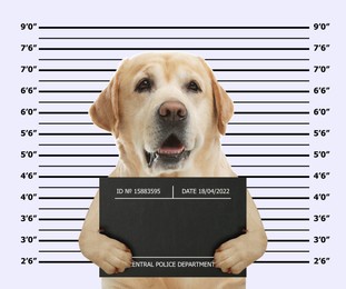 Arrested Labrador Retriever with mugshot board against height chart. Fun photo of criminal