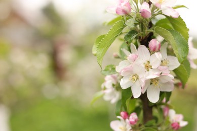 Photo of Apple tree with beautiful blossoms outdoors, space for text. Spring season