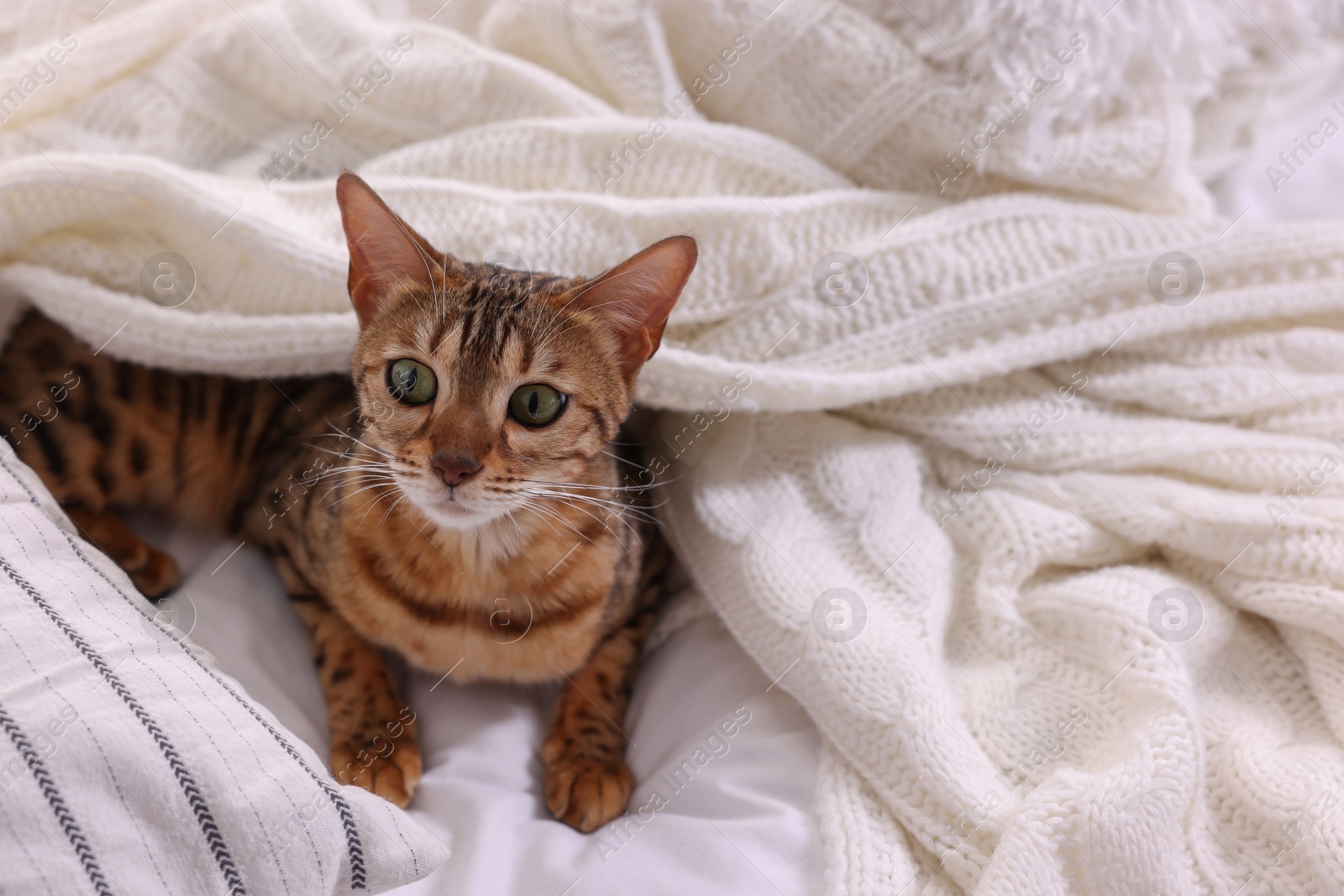 Photo of Cute Bengal cat lying on bed at home, space for text. Adorable pet