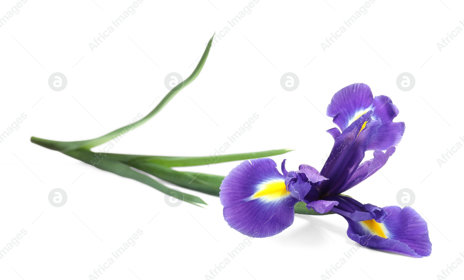 Photo of Beautiful violet iris flower isolated on white