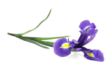 Beautiful violet iris flower isolated on white