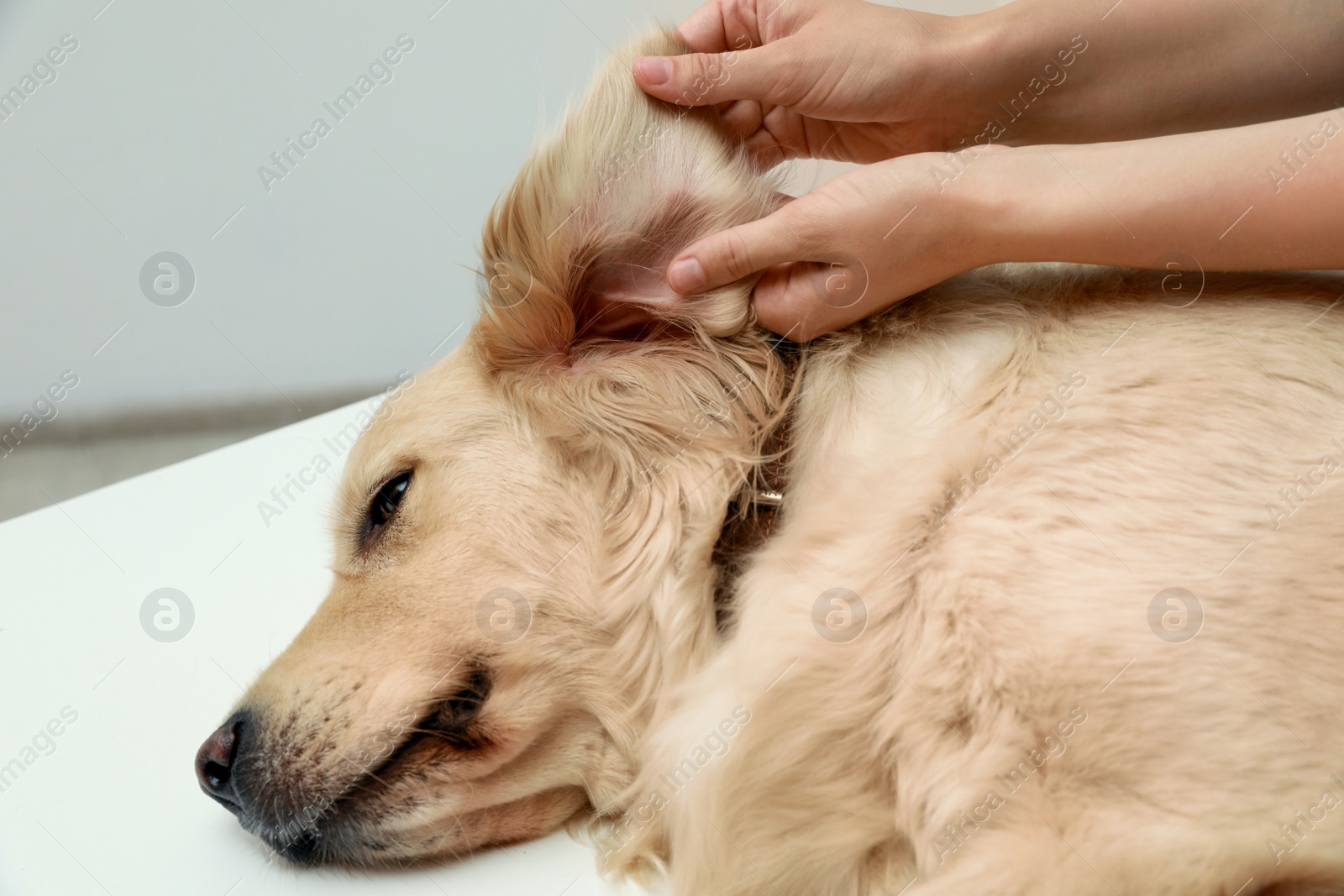 Photo of Woman checking dog's ear for ticks on blurred background, closeup