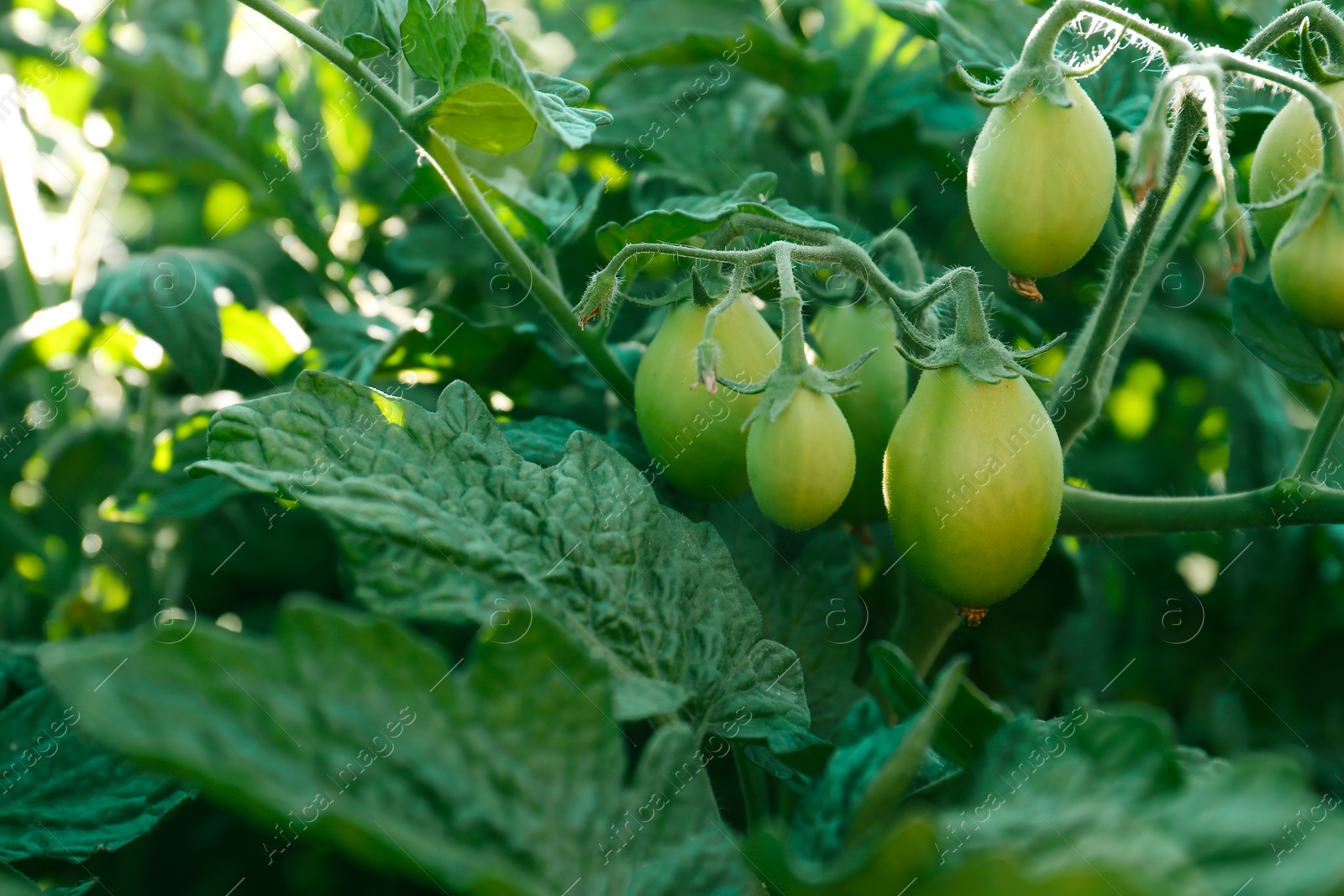 Photo of Beautiful green tomato plant growing in garden, closeup