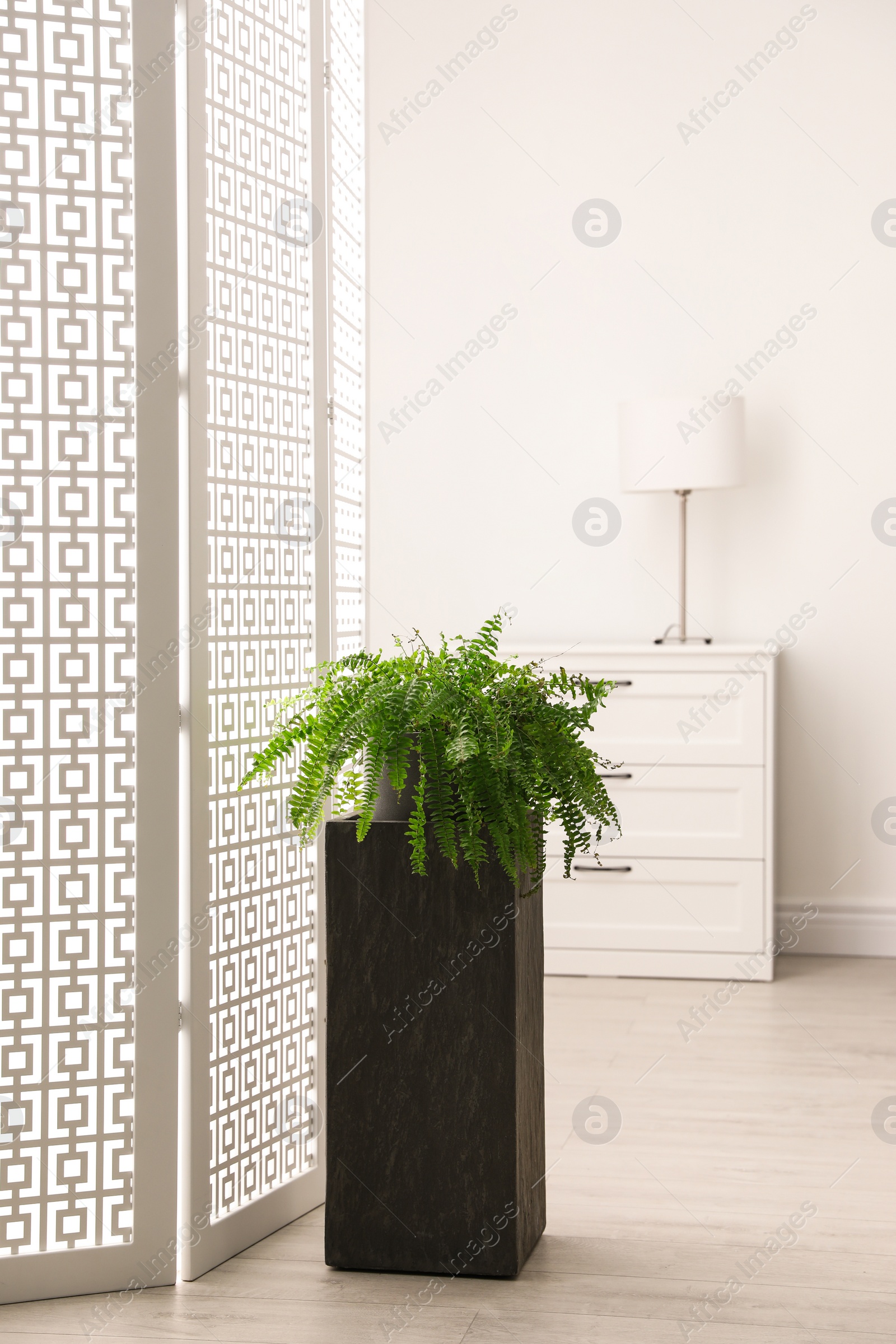 Photo of Large pot with plant at home. Element of interior design