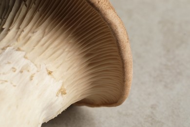 Fresh oyster mushroom on light table, closeup
