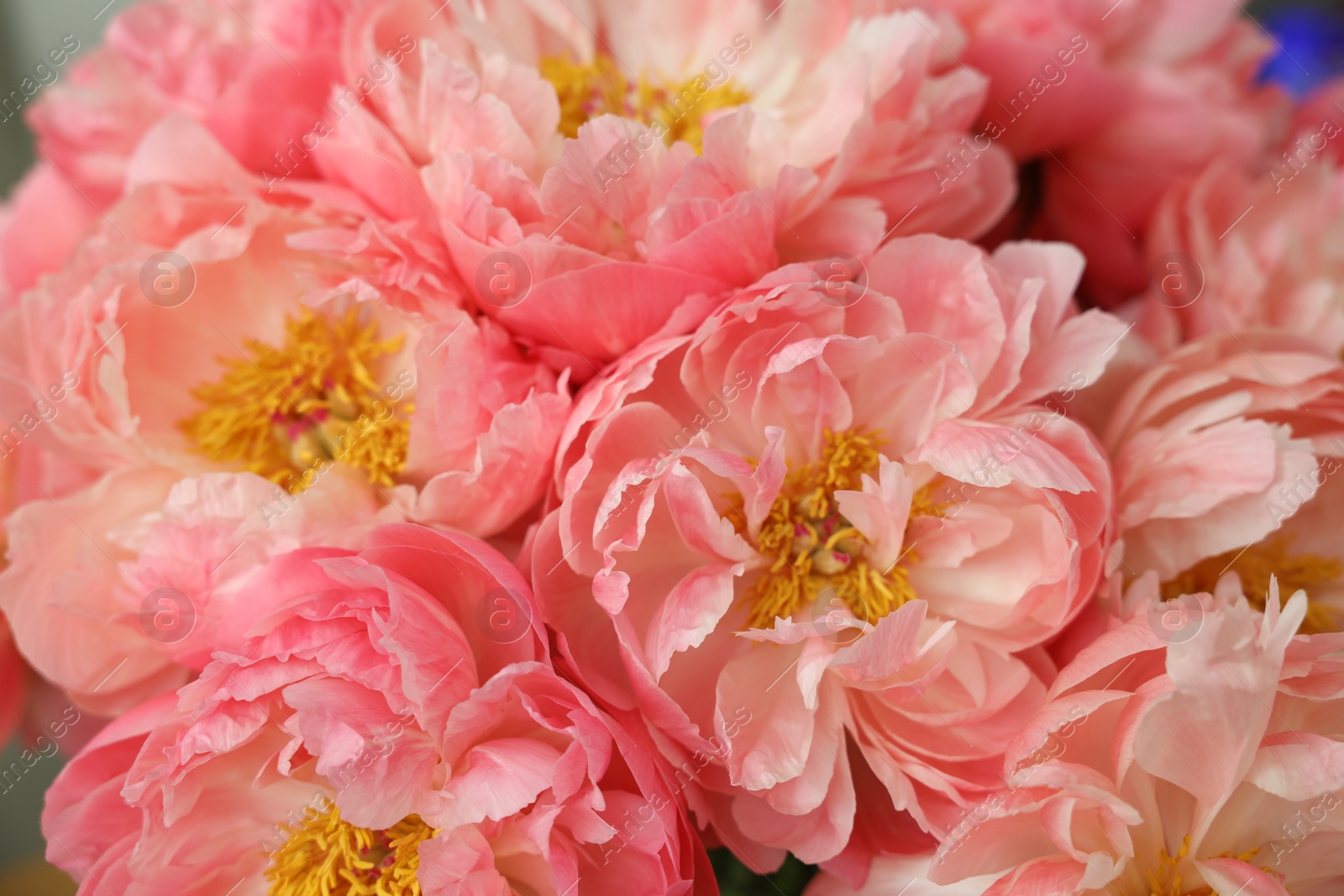 Photo of Many beautiful pink peony flowers, closeup view