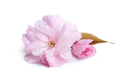 Beautiful sakura blossom isolated on white. Japanese cherry