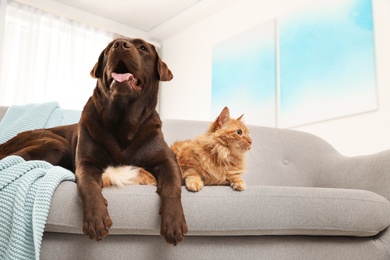 Photo of Cat and dog together on sofa indoors. Fluffy friends