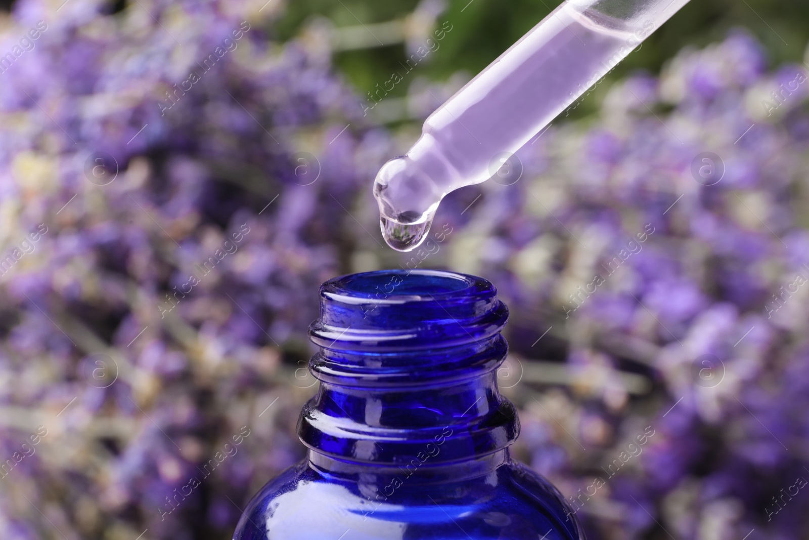 Photo of Natural essential oil dripping from pipette into bottle against lavender flowers, closeup