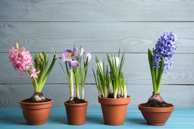 Different flowers in ceramic pots on light blue wooden table