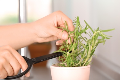 Photo of Woman cutting fresh rosemary in pot, closeup