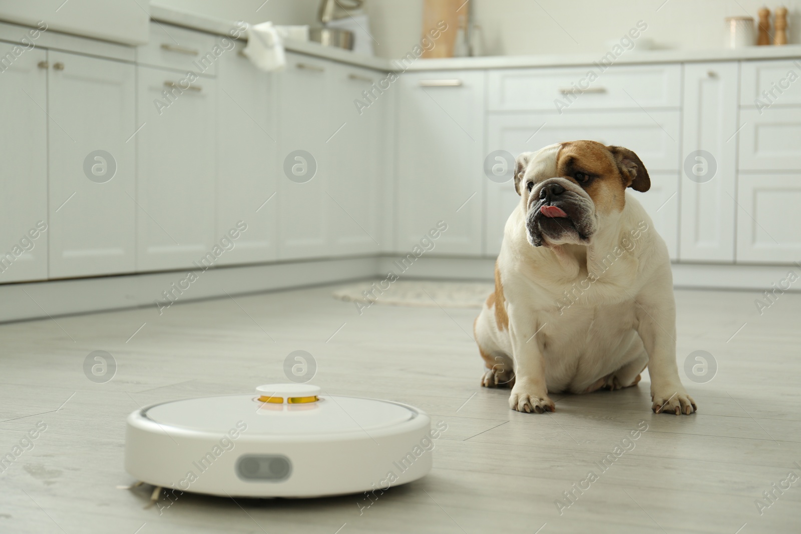 Photo of Robotic vacuum cleaner and adorable dog on floor in kitchen