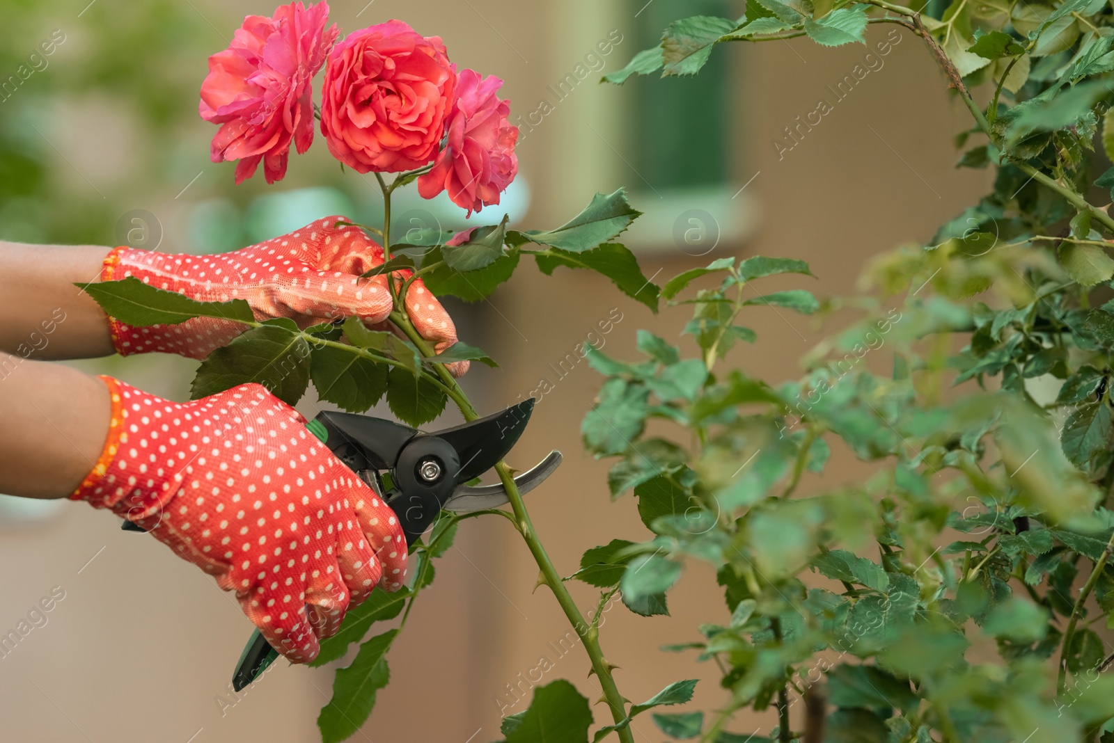 Photo of Woman in gardening gloves pruning rose bush with secateurs outdoors, closeup