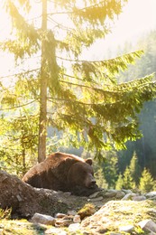 Photo of Adorable brown bear in forest on sunny day. Wild animal