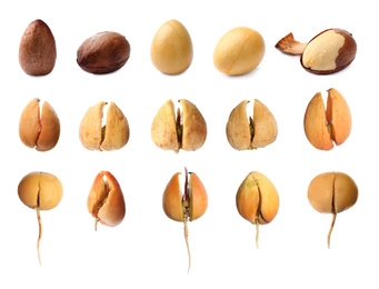 Image of Collage with process of avocado growing on white background