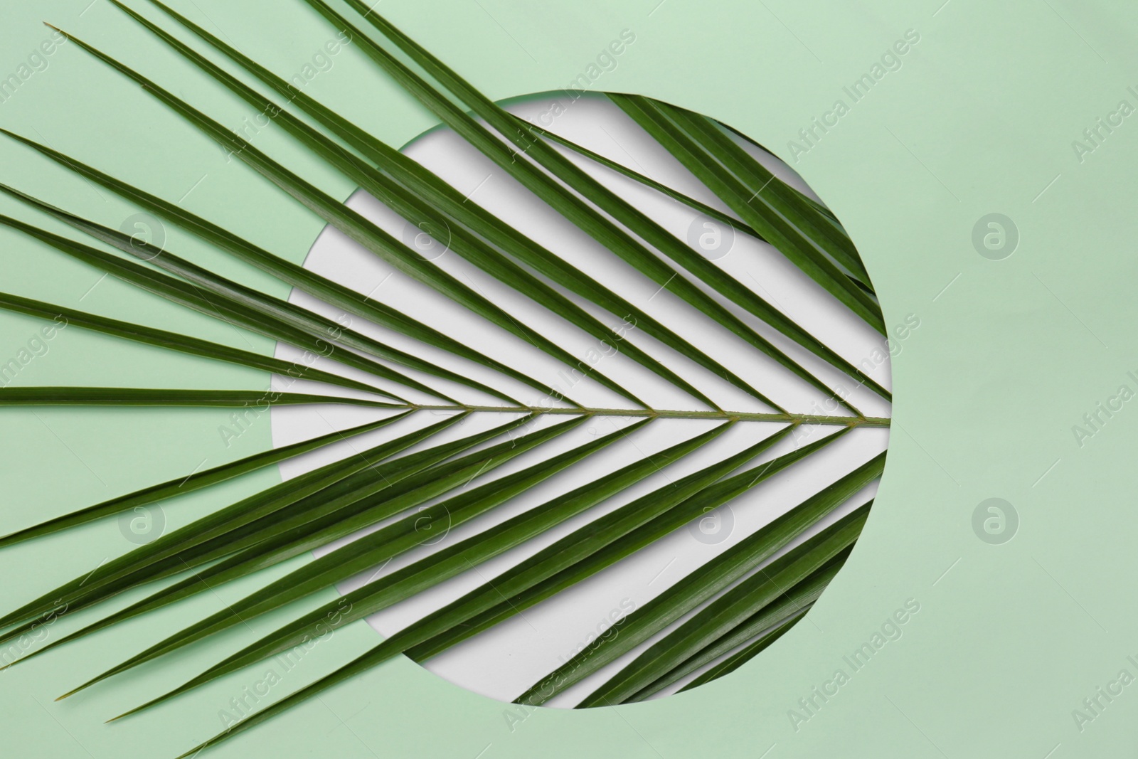 Photo of Beautiful composition with tropical leaf on color background, top view