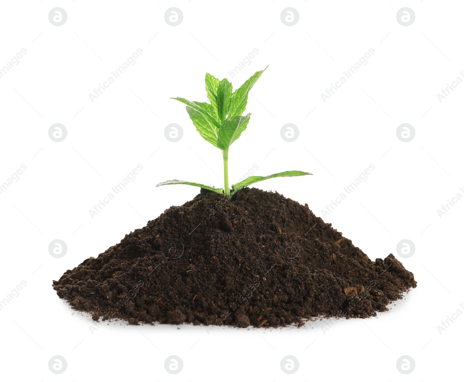 Photo of Young plant and pile of fertile soil on white background. Gardening time