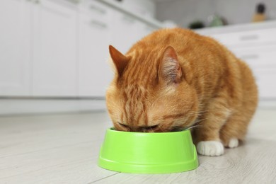 Photo of Cute ginger cat eating from feeding bowl in kitchen. Space for text