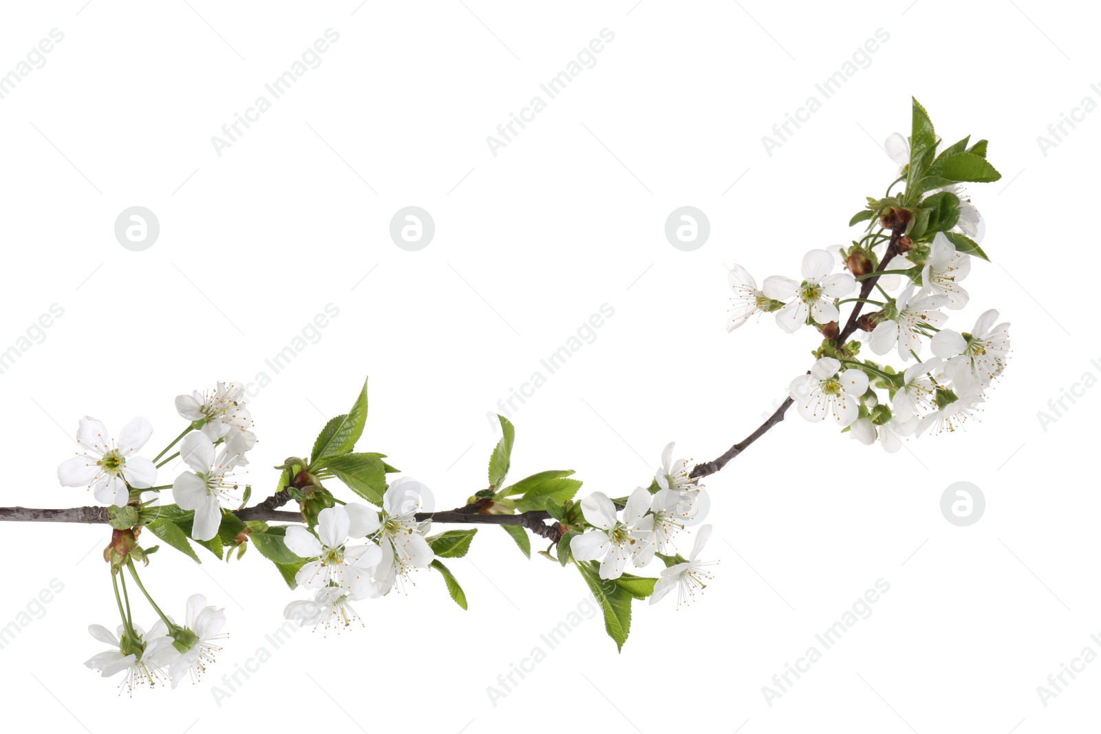 Photo of Spring branch with beautiful blossoms and leaves isolated on white