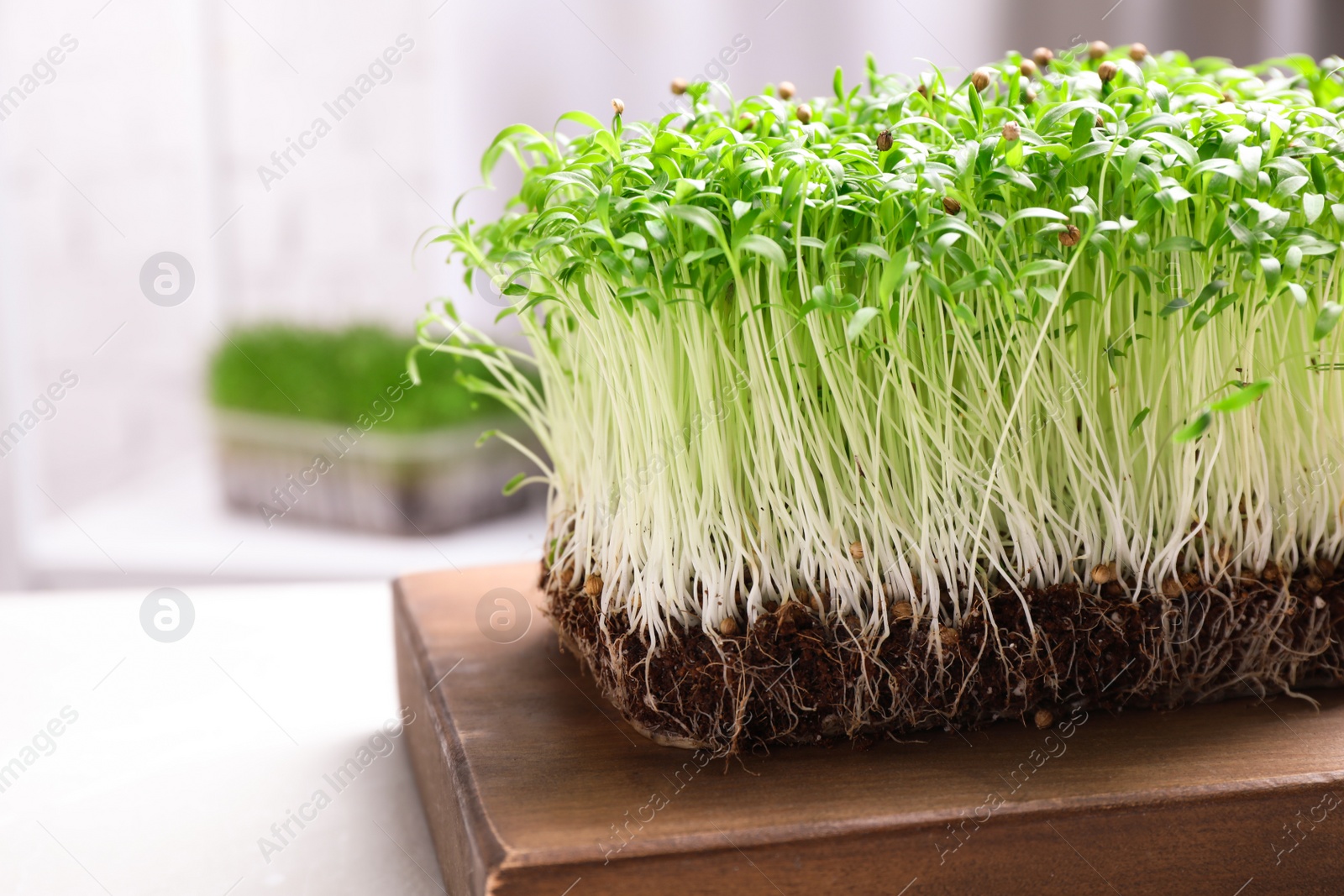 Photo of Fresh organic microgreen on white table, closeup