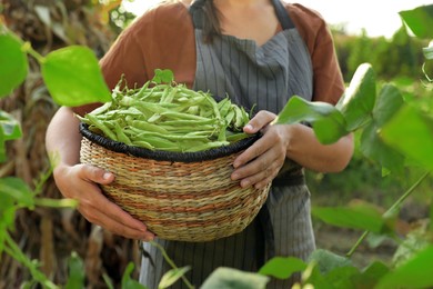 Woman holding fresh green beans in wicker basket outdoors on sunny day, closeup