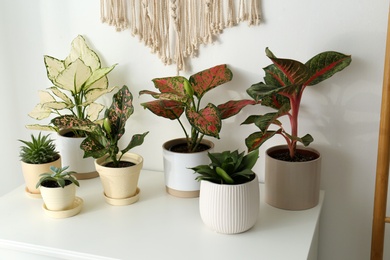 Exotic houseplants with beautiful leaves on chest of drawers at home