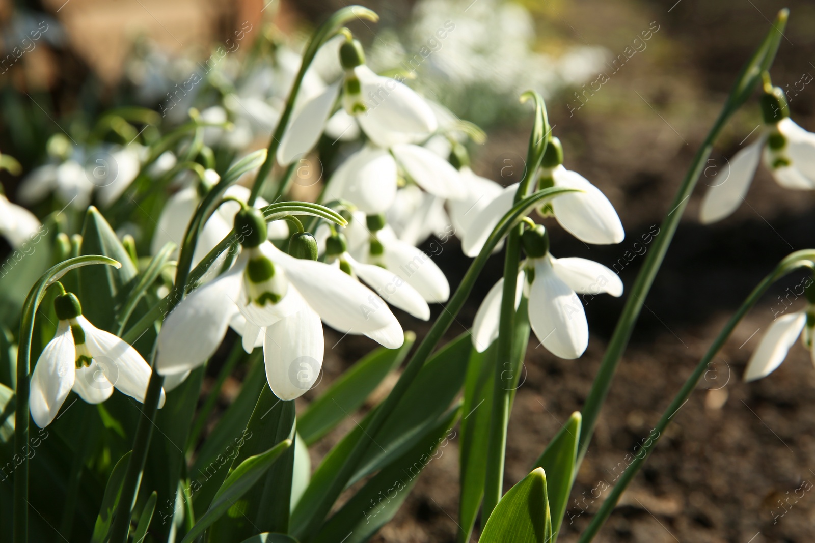 Photo of Beautiful snowdrops growing in garden, closeup. Spring flowers