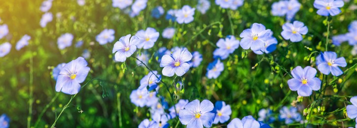 Many beautiful blooming flax plants in meadow. Banner design