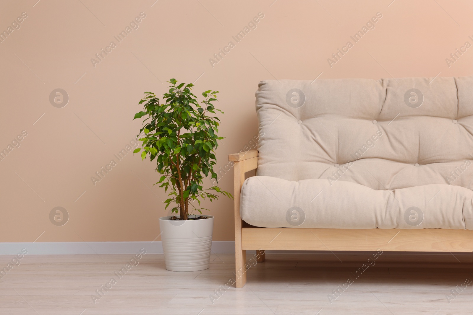 Photo of Comfortable sofa and houseplant indoors, space for text. Interior design