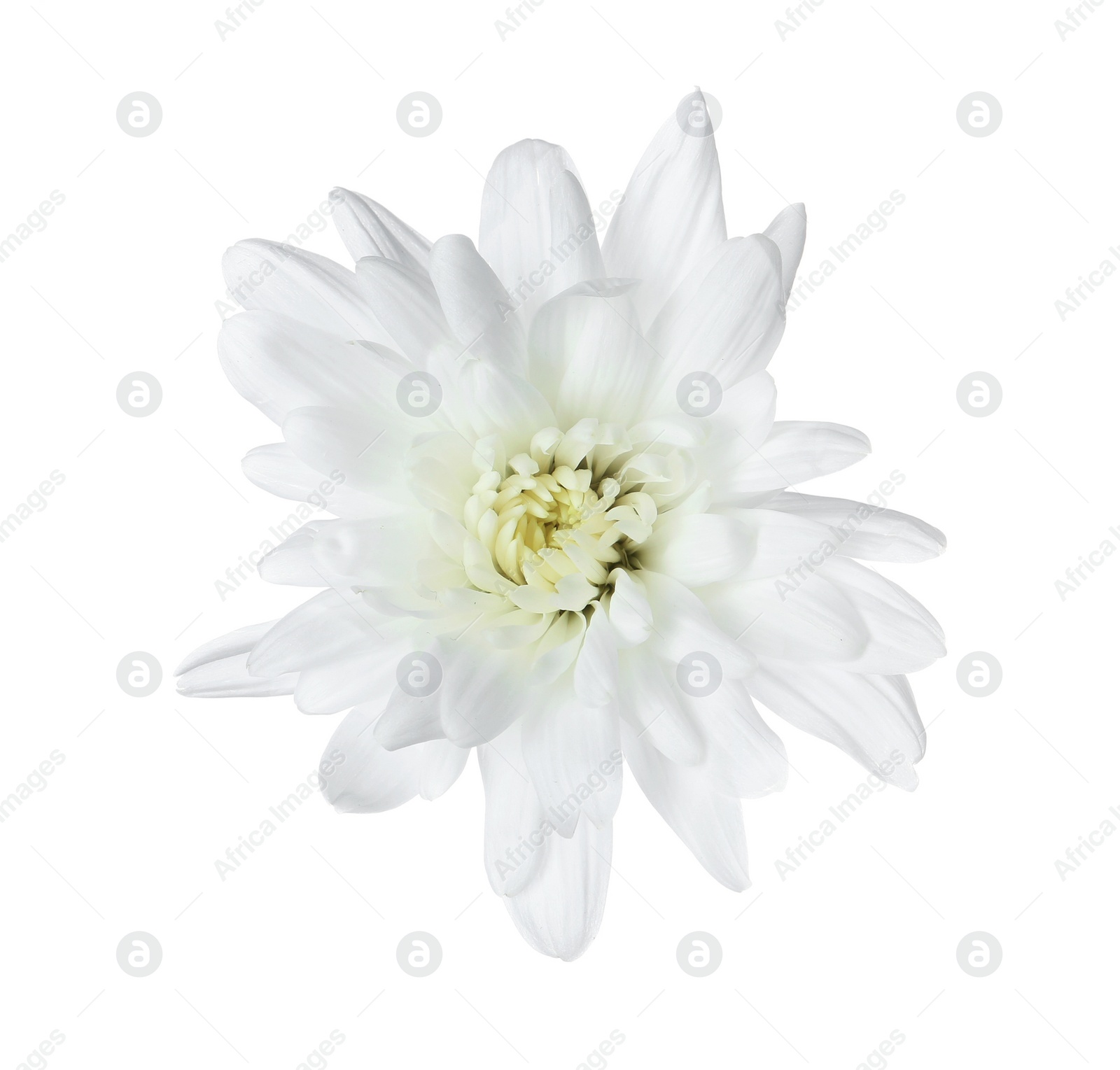 Photo of Beautiful tender chrysanthemum flower isolated on white