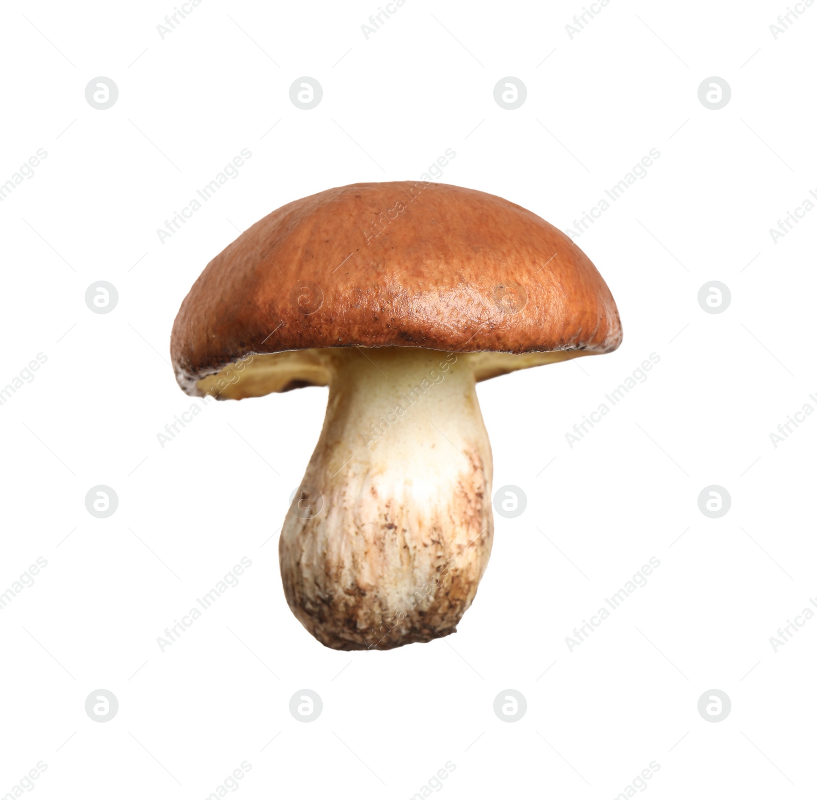 Photo of Fresh slippery jack mushroom isolated on white