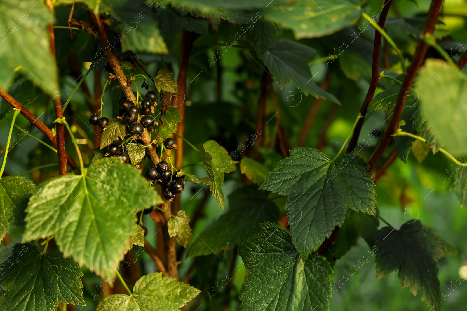 Photo of Ripe blackcurrants growing on bush outdoors, closeup