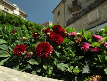 Photo of Beautiful dahlia flowers near building in city