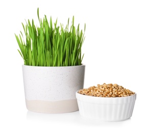 Pot with sprouted wheat grass and bowl of seeds isolated on white