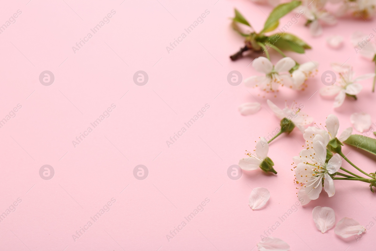 Photo of Beautiful spring tree blossoms and petals on pink background, closeup. Space for text