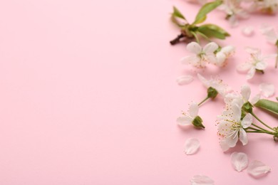 Beautiful spring tree blossoms and petals on pink background, closeup. Space for text