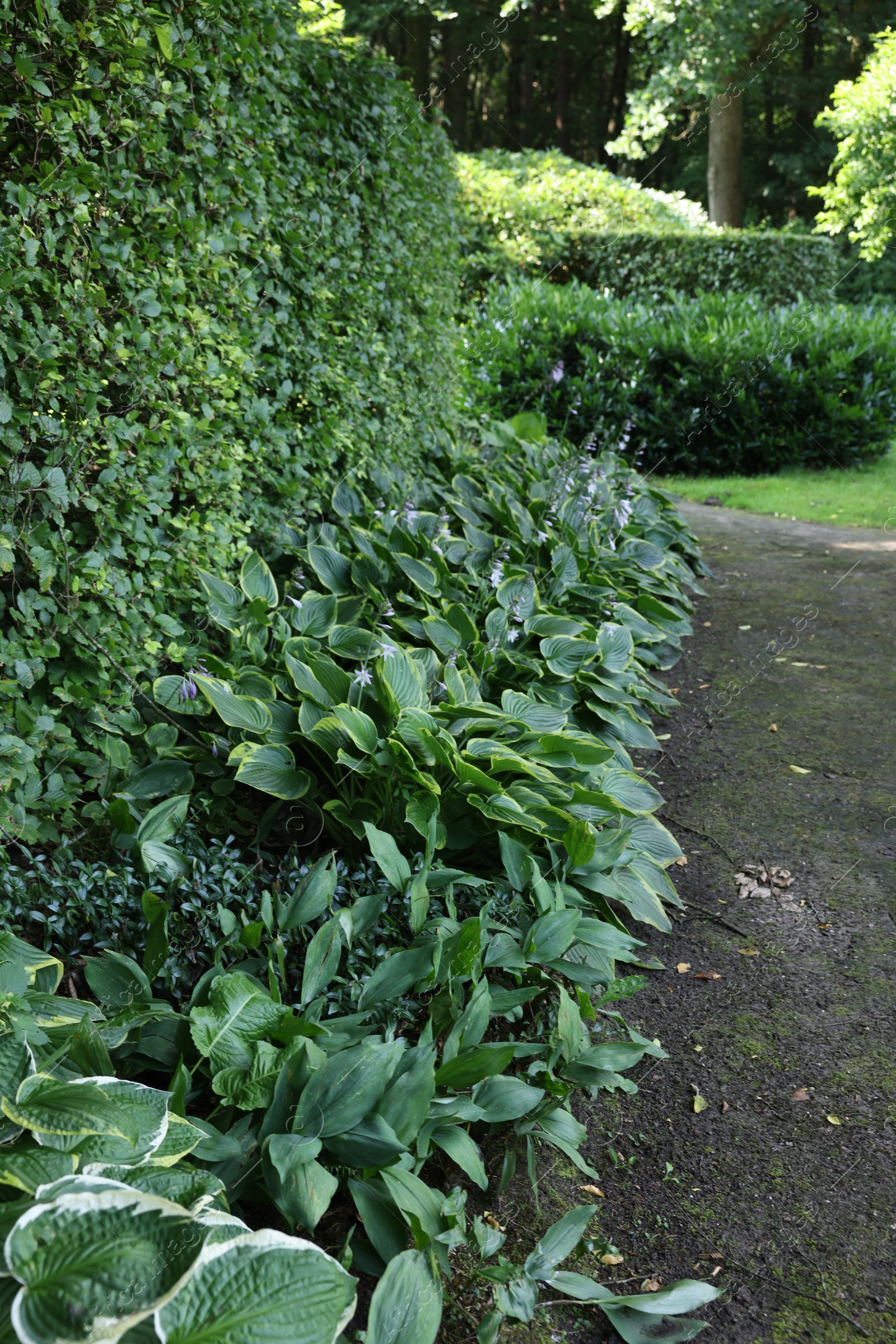 Photo of Beautiful green plants and pathway in garden