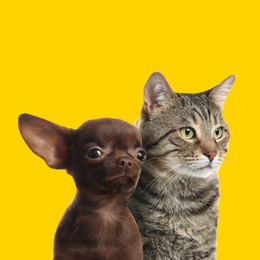 Image of Adorable cat and dog on yellow background. Cute friends