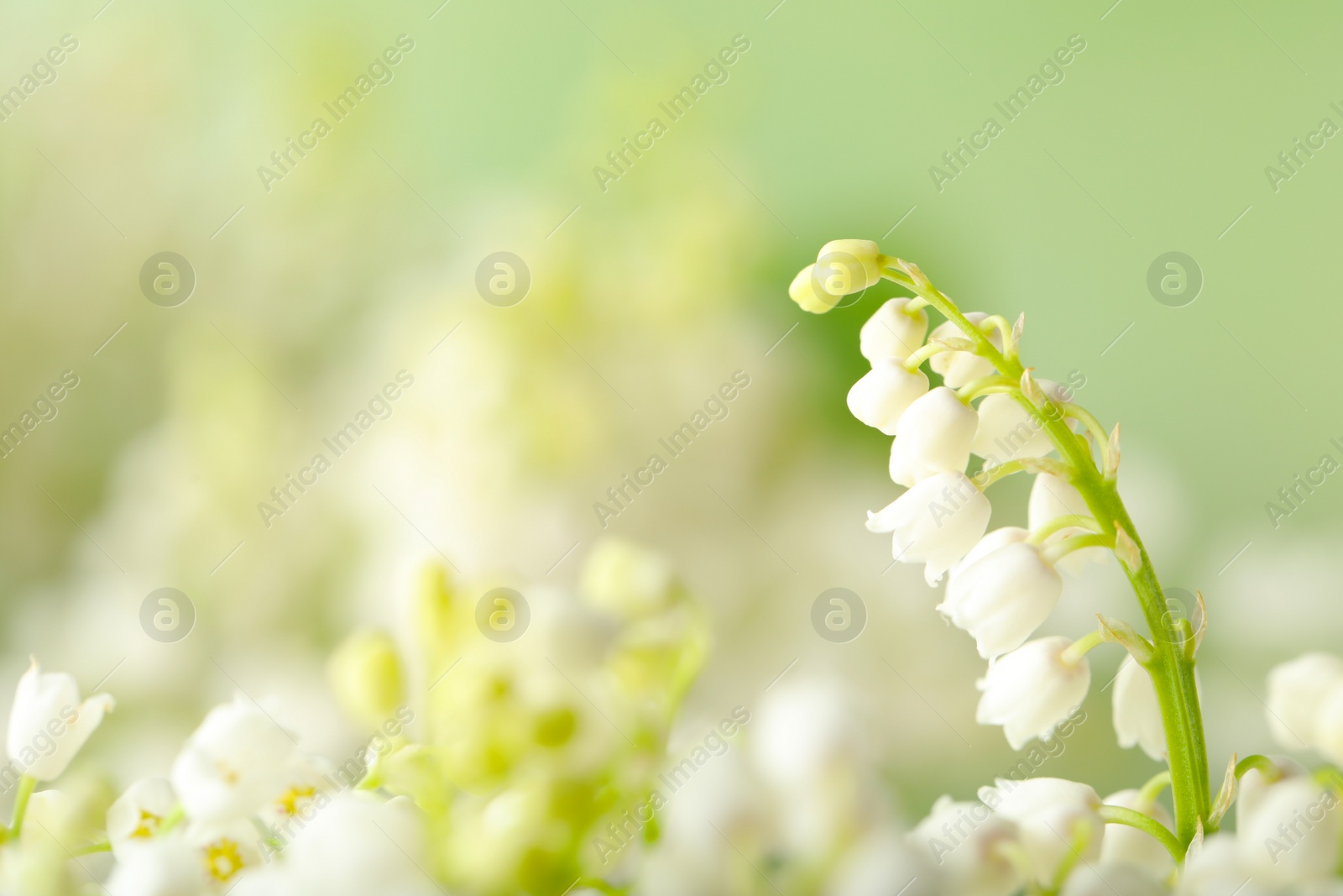 Photo of Beautiful lily of the valley flowers on blurred background, closeup. Space for text