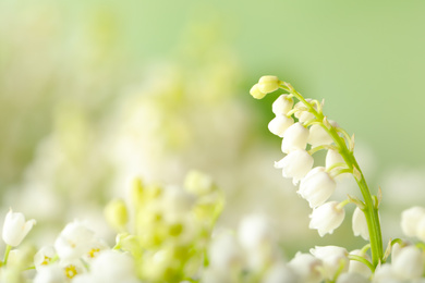 Photo of Beautiful lily of the valley flowers on blurred background, closeup. Space for text