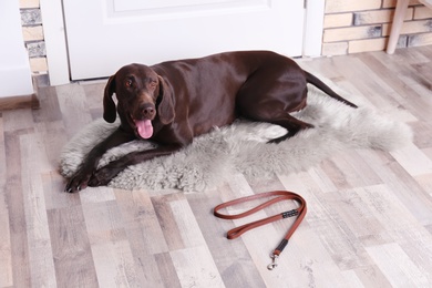 Photo of German Shorthaired Pointer dog lying and leash on floor near door