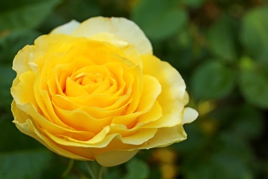 Photo of Beautiful blooming rose in garden on summer day, closeup. Space for text